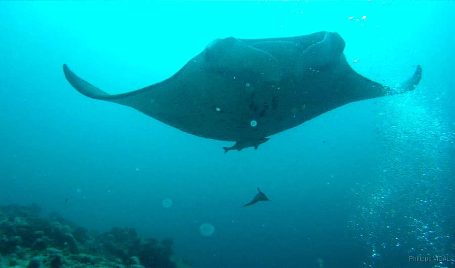 IMG_76GP1rc_Maldives_Madoogali_Raie Manta_Manta Birostris.jpg